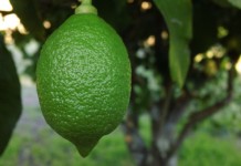 Зеленый лимон на дереве