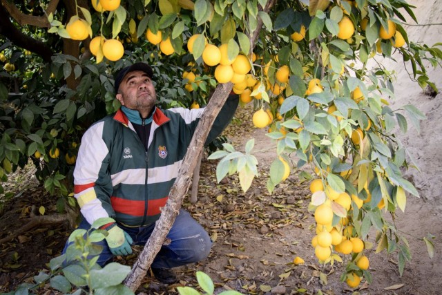 Культивация лимонов на плантациях в Таджикистане