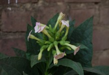 Выращивание курительного табака - Сад и огород Табак цветет