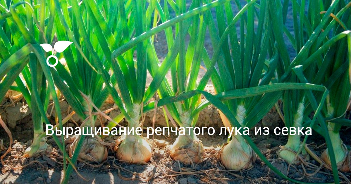Как выращивать лук Как выращивать лук