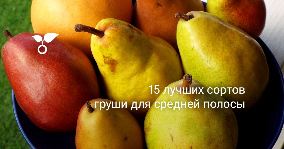 Груши Сорта Для Средней Полосы С Фото