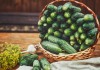 15 лучших новых огурцов для открытого грунта Урожай огурцов