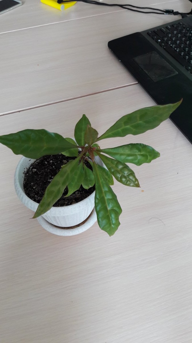 первый зверь