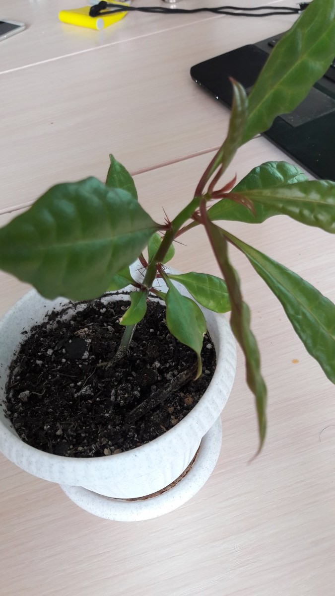 первый зверь поближе