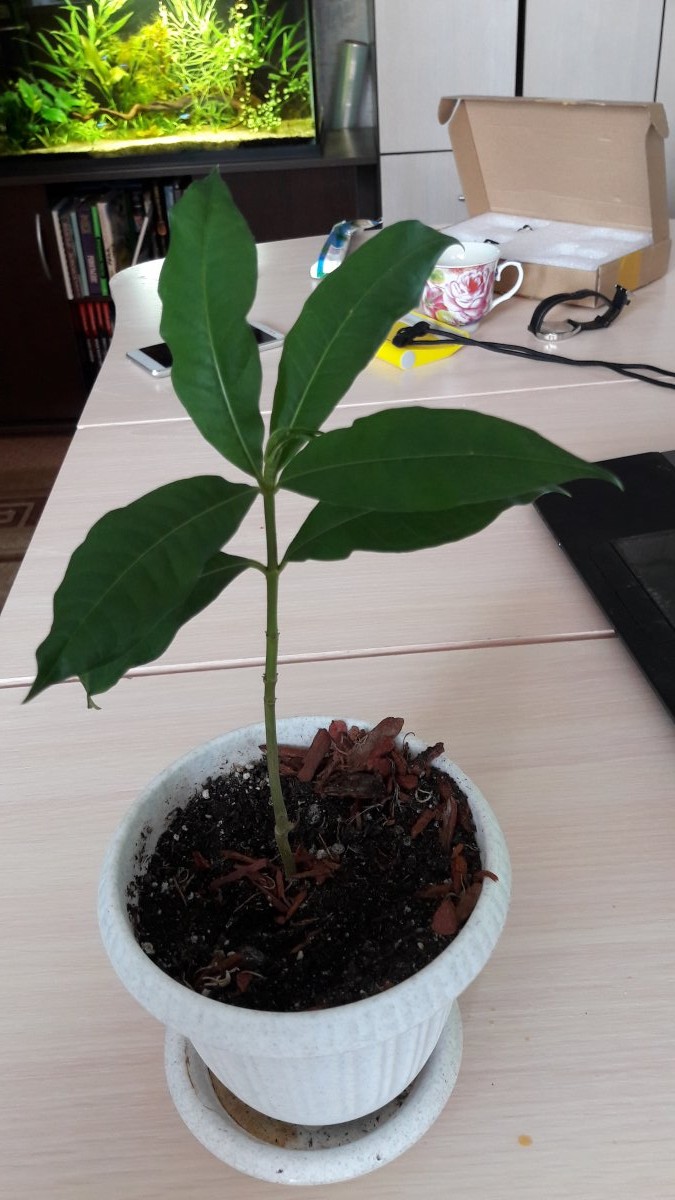 второй зверь