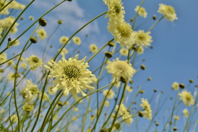Цефалярия гигантская (Cephalaria gigantea) Цефалярия гигантская (Cephalaria gigantea)