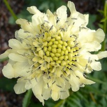Цефалярия гигантская (Cephalaria gigantea) Цефалярия гигантская (Cephalaria gigantea)