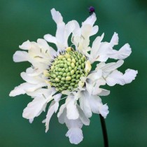 Цефалярия альпийская (Cephalaria alpina) Цефалярия альпийская (Cephalaria alpina)
