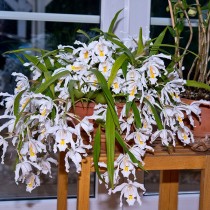 Целогина кристата или гребенчатая (Coelogyne cristata)