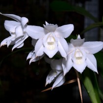 Целогина Мура (Coelogyne mooreana)