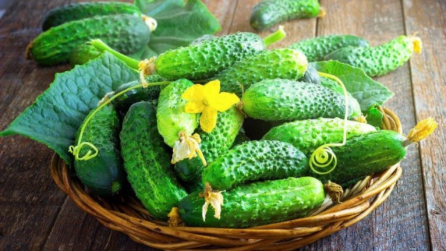 Огурцы от компании «СеДеК» Огурцы от компании «СеДеК»