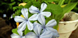 Свинчатка ушковидная или капская (Plumbago auriculata)
