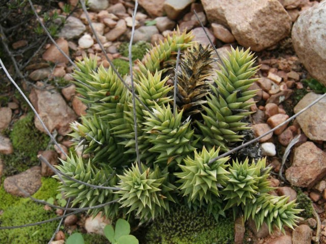 Астролоба спиральная (Astroloba spiralis) в естественных условиях обитания Астролоба спиральная (Astroloba spiralis) в естественных условиях обитания