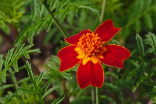 Бархатцы тонколистные (Tagetes tenuifolia)