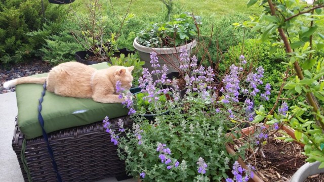 Котовник кошачий, или кошачья мята Котовник кошачий, или кошачья мята