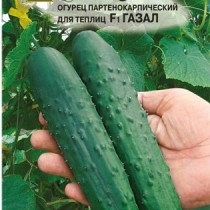 Огурец Газал Огурец Газал
