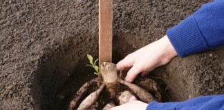 Посадка георгин