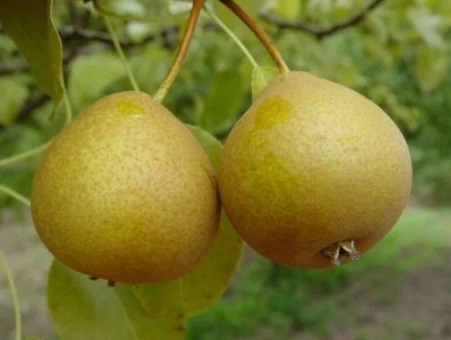 Груша Дюймовочка Груша Дюймовочка