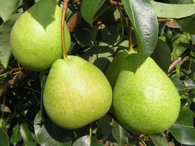 Груша Есенинская Груша Есенинская