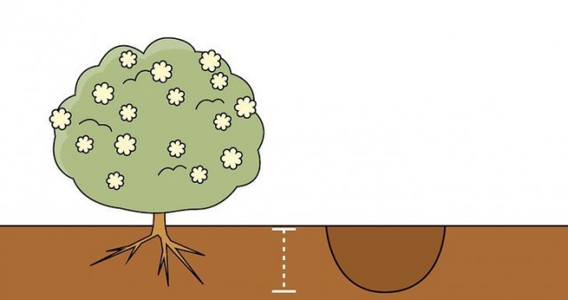Размер посадочных ямок напрямую зависит от объема корневой системы саженца