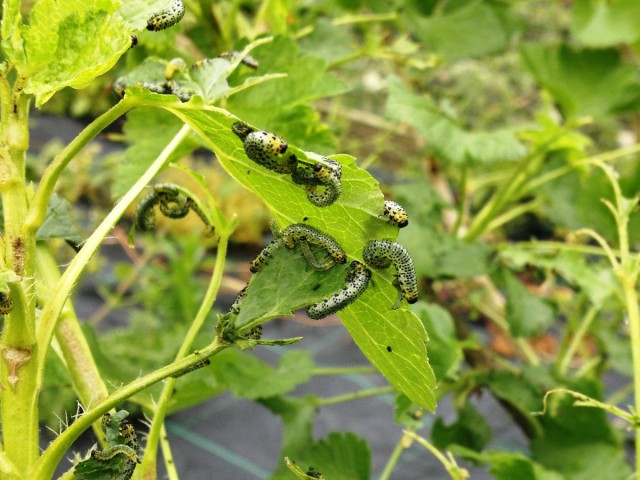 Гусеницы поедают листья крыжовника
