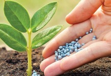 Нитрофоска — особенности применения для различных культур Нитрофоска — минеральное удобрение для растений