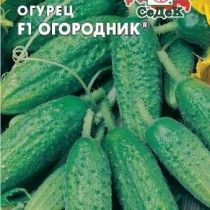 Огурец «Огородник» Огурец «Огородник»