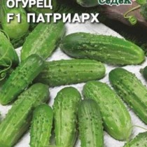 Огурец «Патриарх» Огурец «Патриарх»