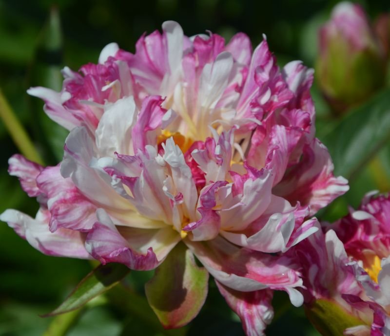 paeonia-nambu-nishiki
