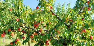 Персиковое дерево с плодами