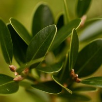Самшит болеарский (Buxus balearica) Самшит болеарский (Buxus balearica)