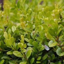 Самшит мелколистный (Buxus microphylla) Самшит мелколистный (Buxus microphylla)