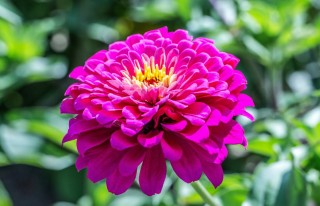 Цинния изящная (zinnia elegans) Цинния изящная (zinnia elegans)