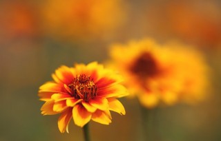 Цинния узколистная (zinnia angustifolia) Цинния узколистная (zinnia angustifolia)