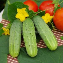 Огурец «Закусочный» Огурец «Закусочный»