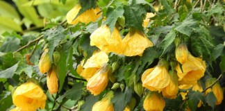 Абутилон гибридный (Abutilon x hybridum «Moonchimes»)