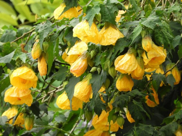 Абутилон гибридный (Abutilon x hybridum «Moonchimes») Абутилон гибридный (Abutilon x hybridum «Moonchimes»)