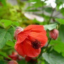 Гибридный абутилон (Abutilon x hybridum) Гибридный абутилон (Abutilon x hybridum)