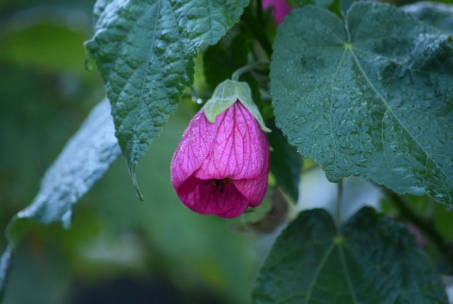 Абутилон гибридный (Abutilon x hybridum) Абутилон гибридный (Abutilon x hybridum)