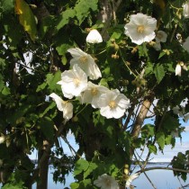 Канатник винограднолистный или овечий (Corynabutilon vitifolium) Канатник винограднолистный или овечий (Corynabutilon vitifolium)