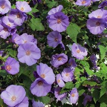 Коринабутилон Сантенса (Corynabutilon ×suntense) Коринабутилон Сантенса (Corynabutilon ×suntense)