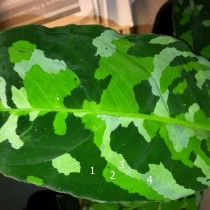 Аглаонема расписная «Velvetleaf Multicolor» Аглаонема расписная «Velvetleaf Multicolor»