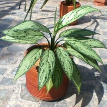 Аглаонема переменчивая (Aglaonema commutatum) Аглаонема переменчивая (Aglaonema commutatum)