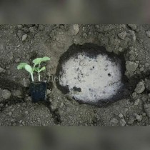 Сеянцы арбуза готовые к высадке