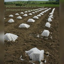 Укрытие рассады арбуза нетканым материалом