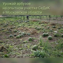 Урожай арбузов в открытом грунте