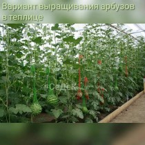 Выращивание арбуза в теплице