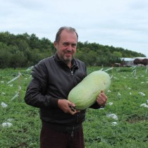 Арбуз «Медовый гигант»