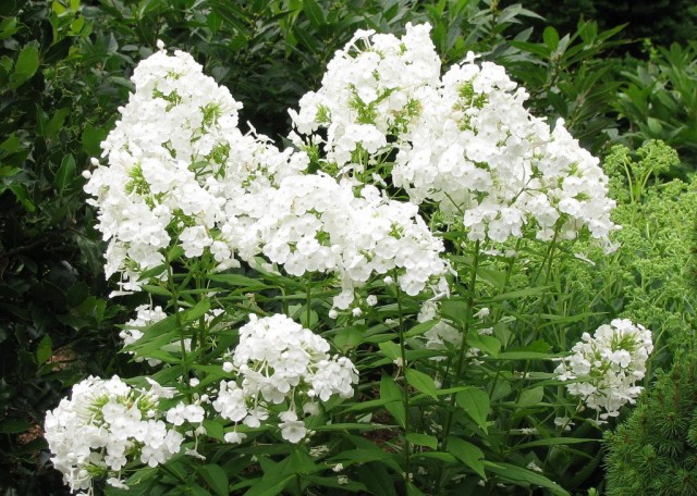 Флокс метельчатый (Phlox paniculata) «David» Флокс метельчатый (Phlox paniculata) «David»