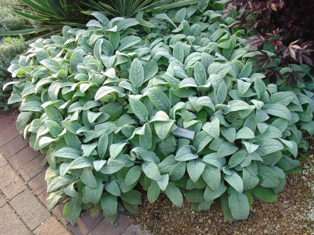 Чистец византийский (Stachys byzantina) Чистец византийский (Stachys byzantina)